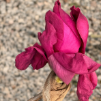 Magnólia (Magnolia) ‘MEGANOLIA’® – výška 70-90 cm, kont. C7L